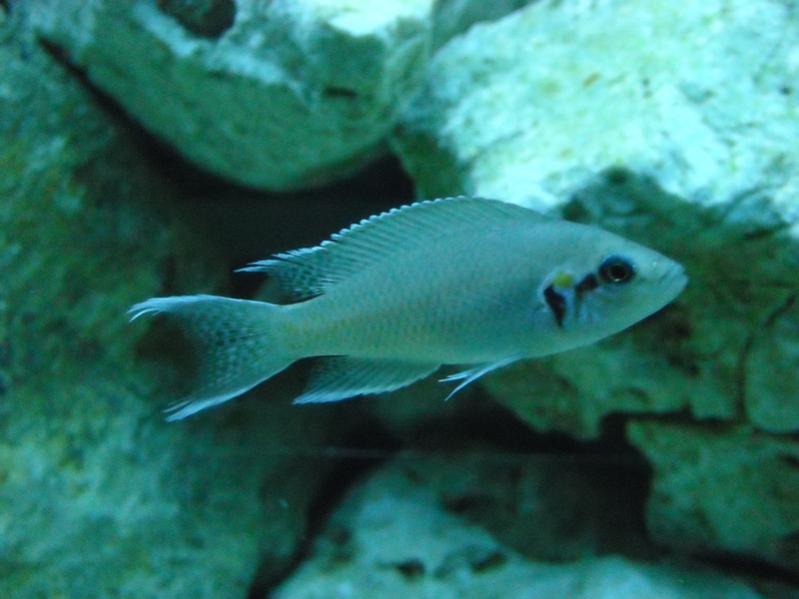 Neolamprologus Brichardi (maschio)
