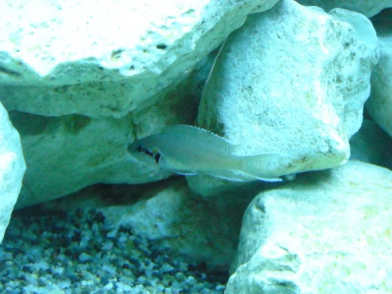 Neolamprologus Brichardi (femmina)