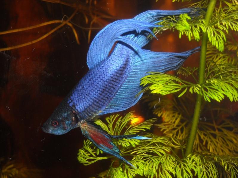 Betta Splendens
