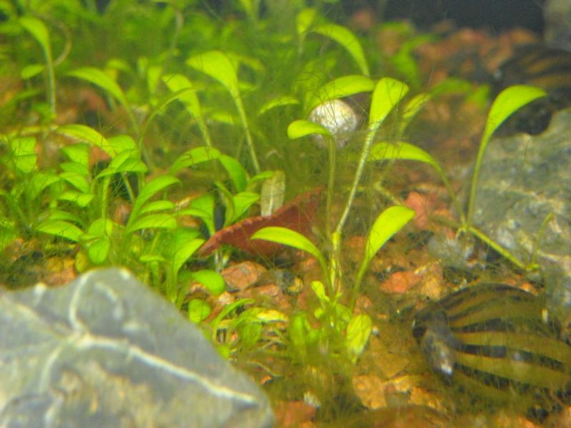 Caridina Red Cherry (femmina)
