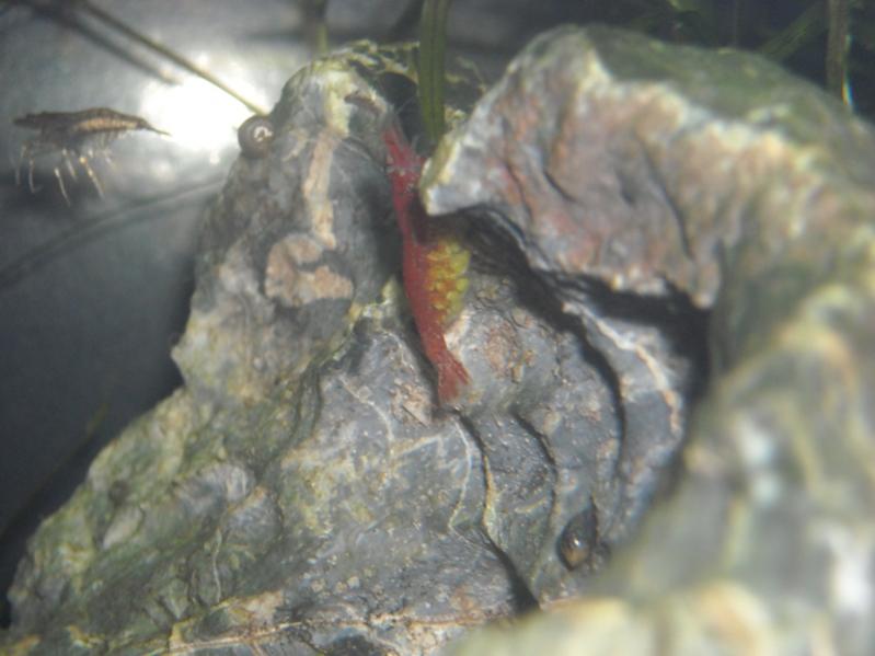 Caridina Red Cherry (femmina) con uova
