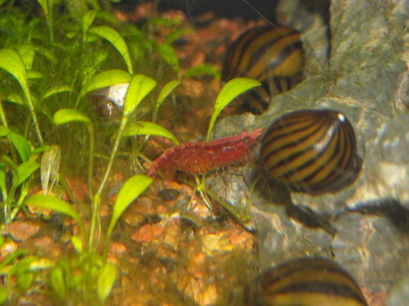 Caridina Red Cherry (femmina) e Neritine