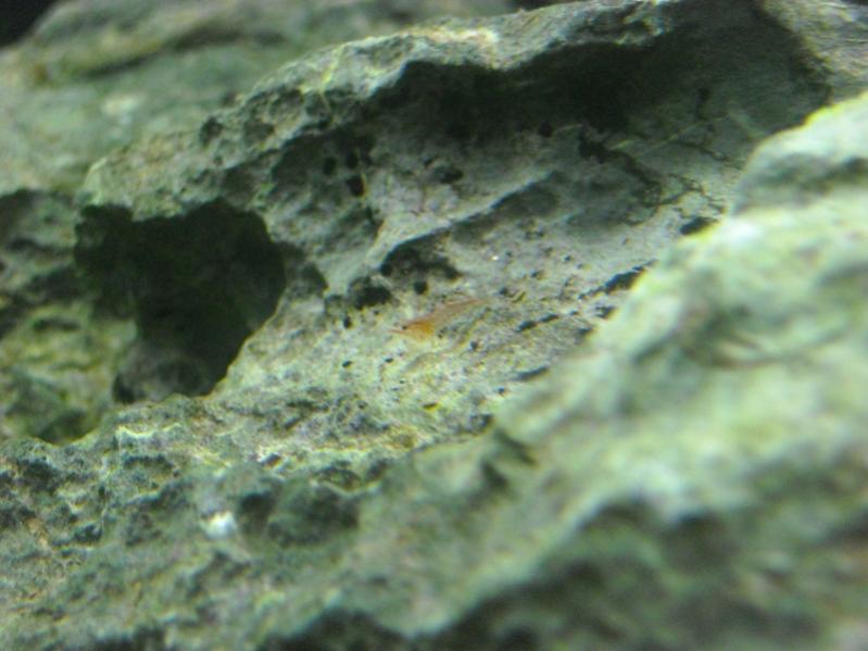 Piccolo Red Cherry