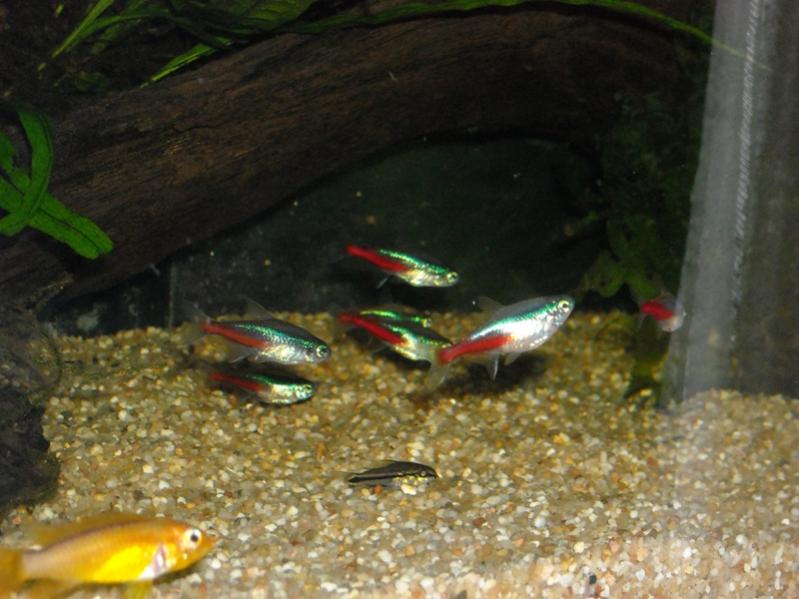 Paracheirodon Innesi