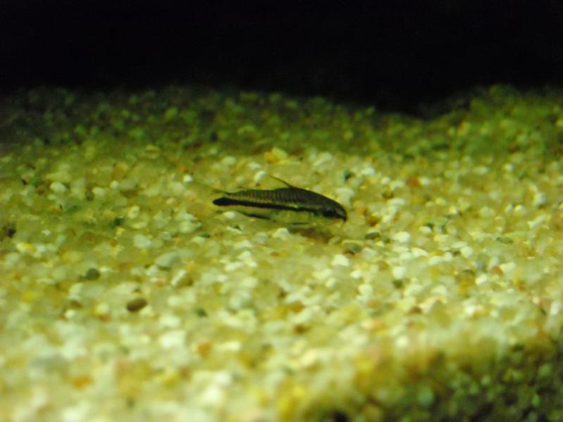 Corydoras Pygmaeus