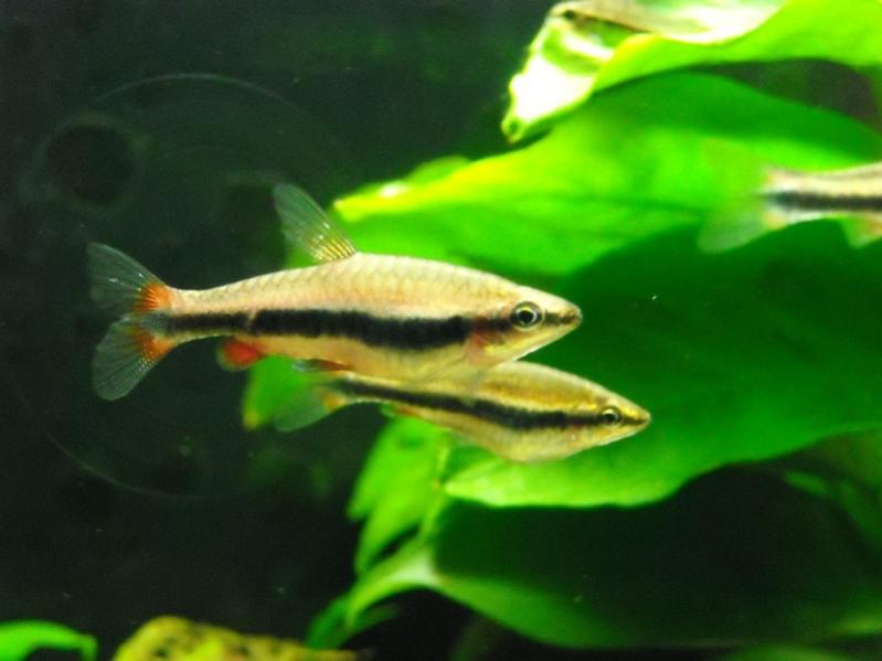 Nannostomus Beckfordi