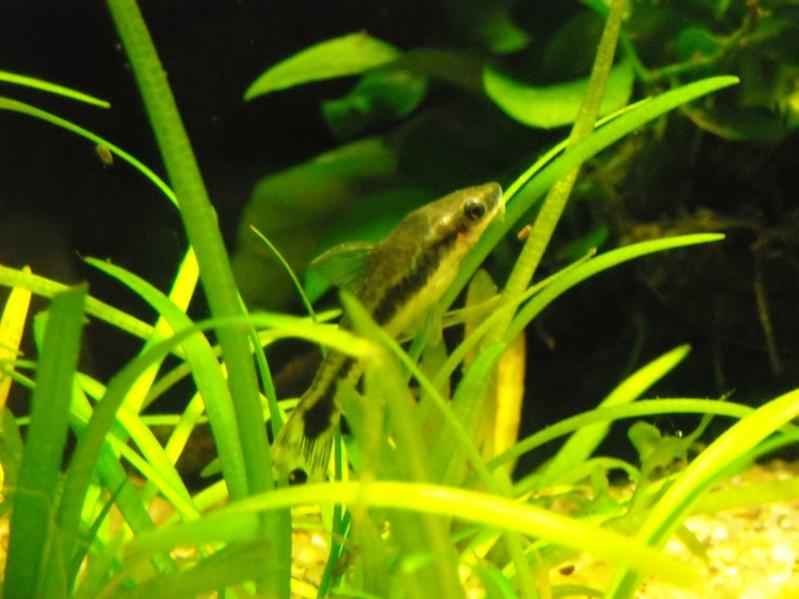Otocinclus Affinis