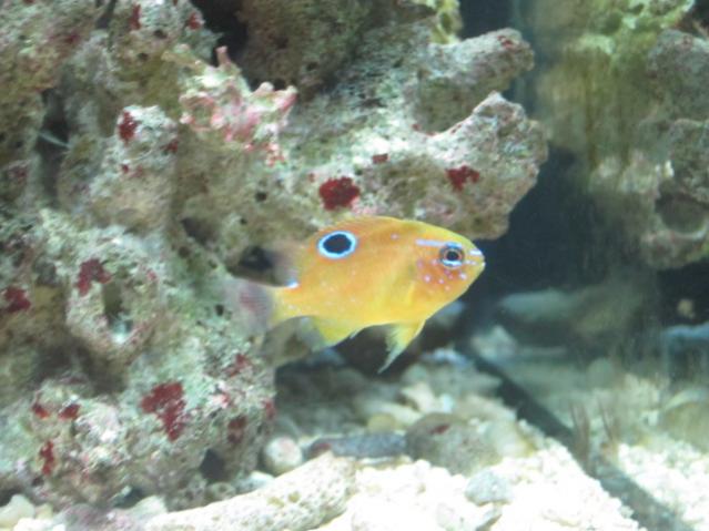 STEGASTES PLANIFRONS