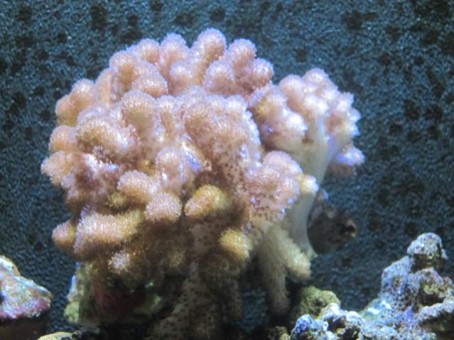 SINULARIA PRODIGIOSA