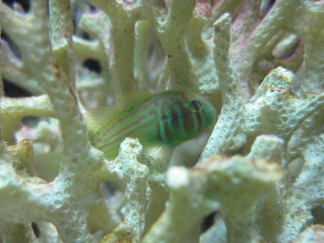 GOBIODON HISTRIO