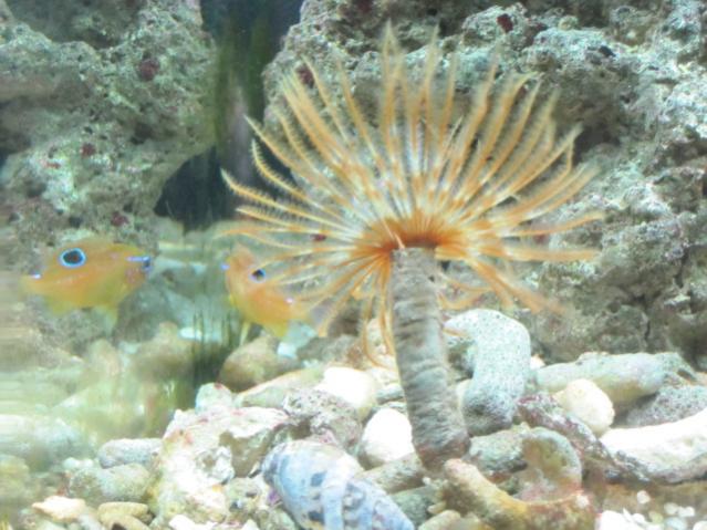SPIROGRAFO