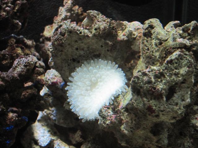 ANEMONE