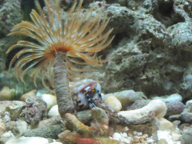 CALCINUS ELEGANS ZAMPE BLEU