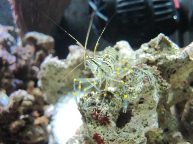 RHYNCHOCINETES RUGULOSUS