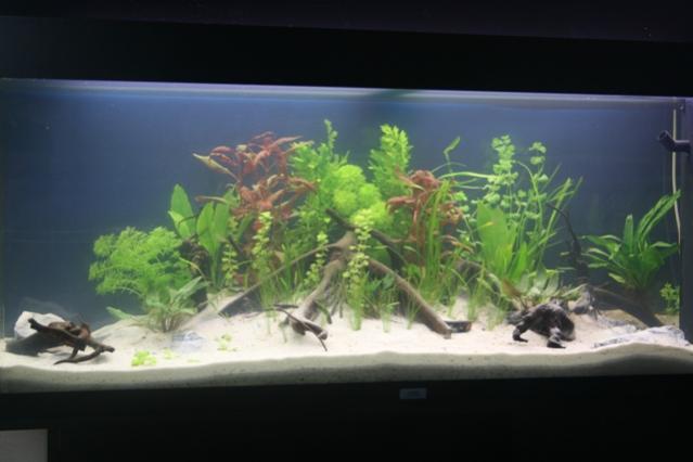 Acquario pieno