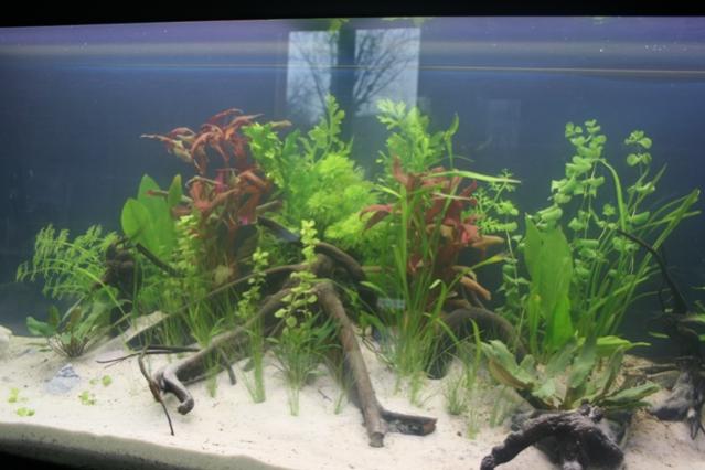 acquario finito