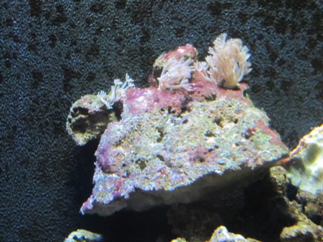 Cianobatteri vicino Xenia sp