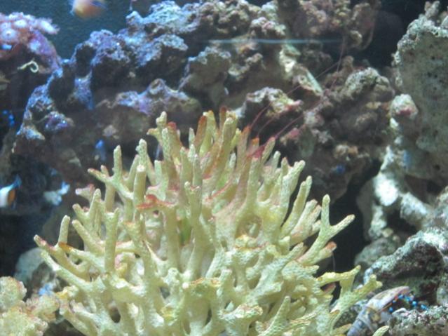 Cianobatteri