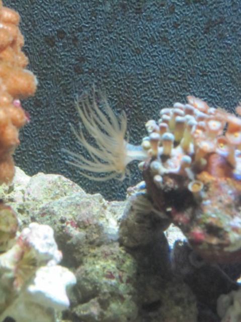 Aiptasia sp.