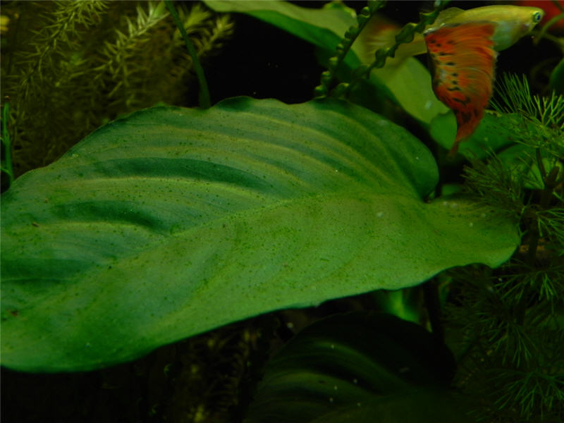 alghe (?)  anubias