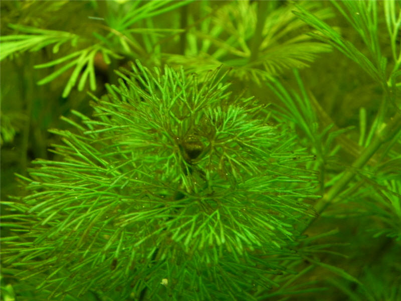 diatomee(?)  cabomba