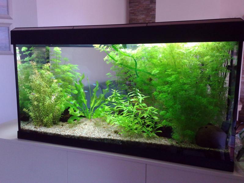 Acquario0311