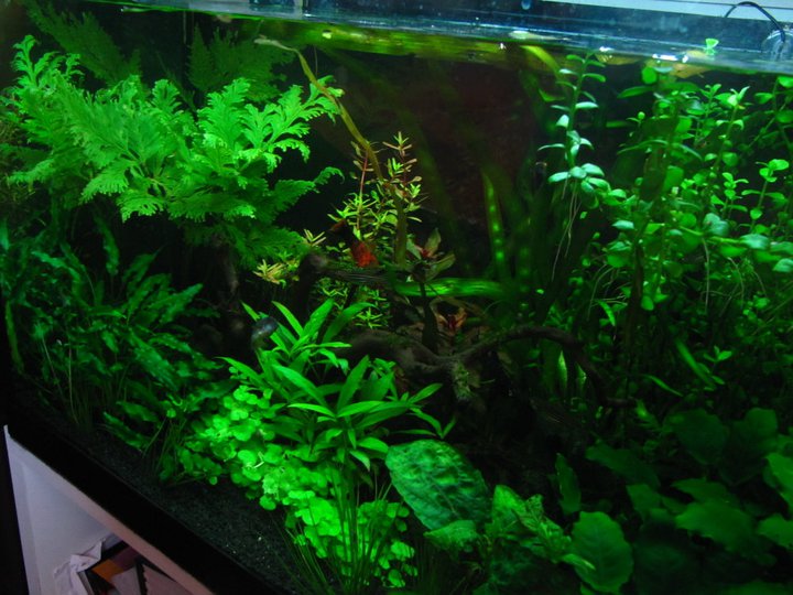 Febbraio 2011 - Acquario da 78 Litri - Nuovo Layout