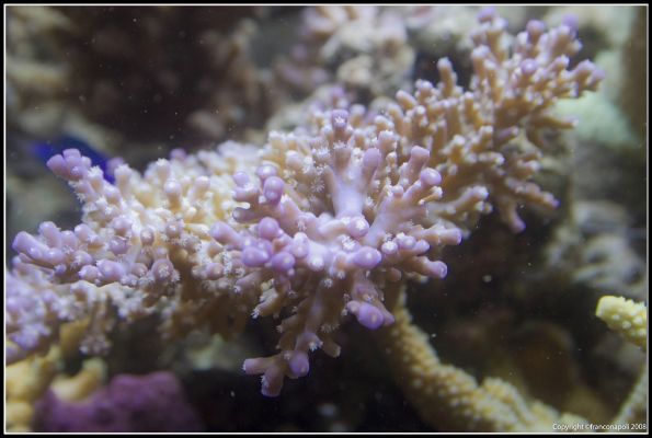 resized vasca franco (5)