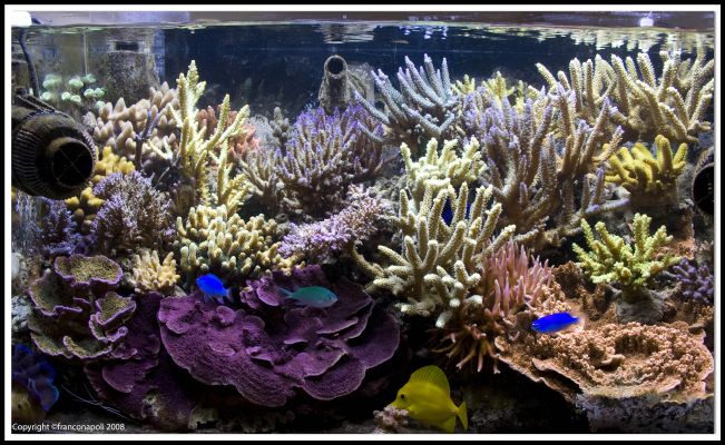resized vasca franco (37)