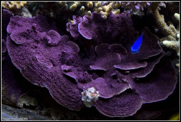 resized vasca franco (34)