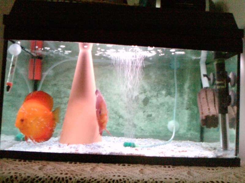 Vasca da 50 L.