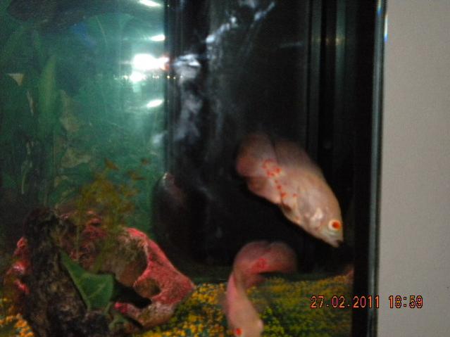 DSCN0386