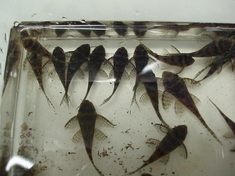 Una vaschetta piena di Zombie Pleco e Lo66