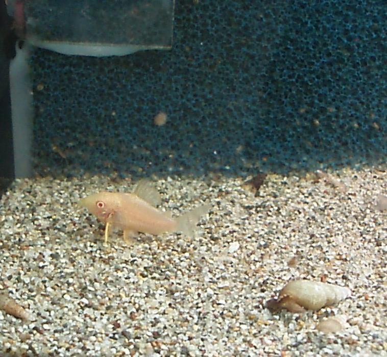 Uno dei Sterbai albino