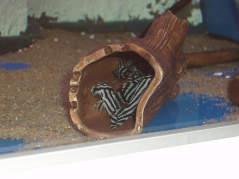 piccoli l046