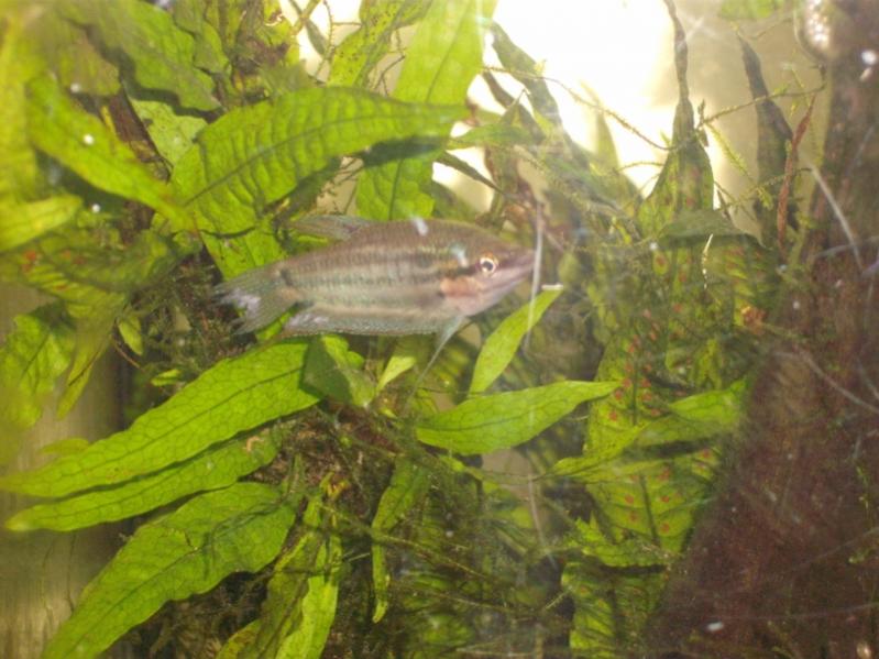 trichopsis vittata