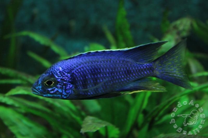 maschio copadichromis azureus