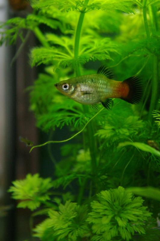 2011 0407 Pesci 0016