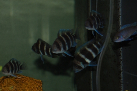 DSC 0170
