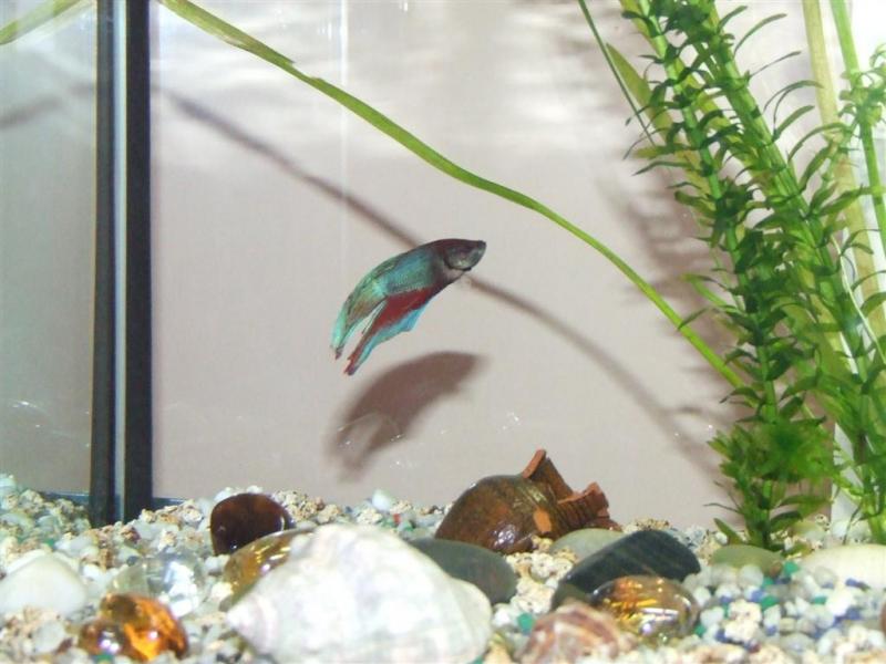 Betta
