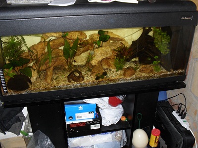 questa foto quasi non si vede perch non riesco a prendere tutto l'acquario da una buona angolatura