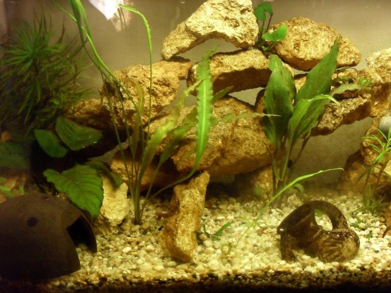 le piante sono piccole perch inserite da neanche un mese