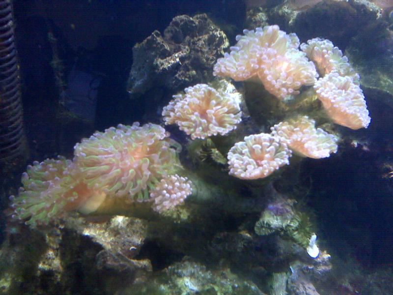 inverteb
