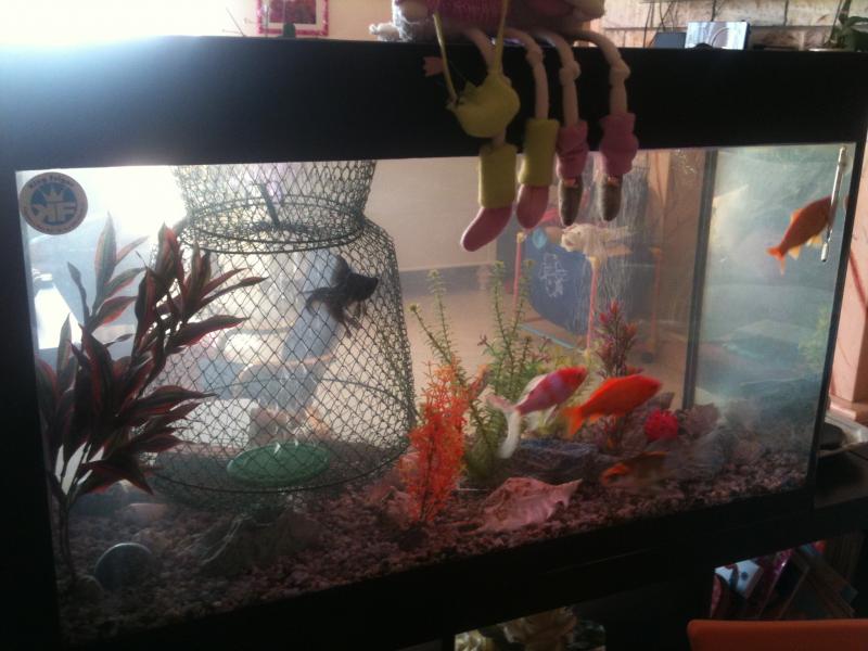 il mio acquario