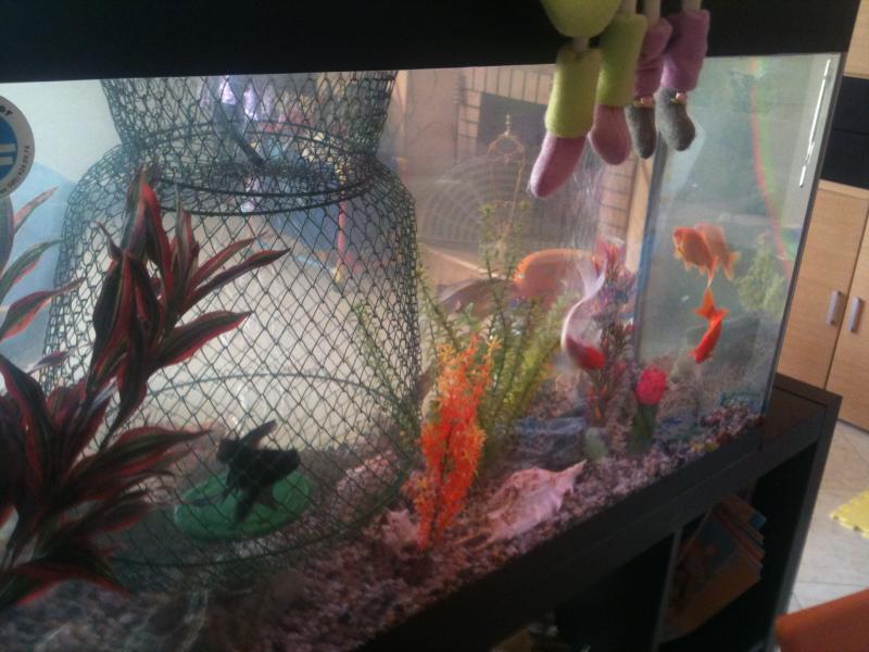 il mio acquario