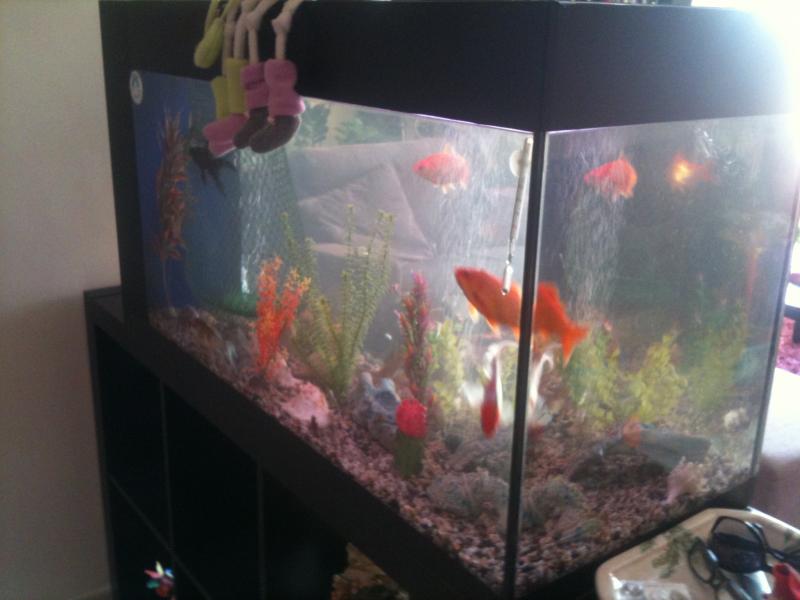 il mio acquario