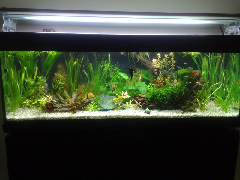 Nuovo layout vegetazione