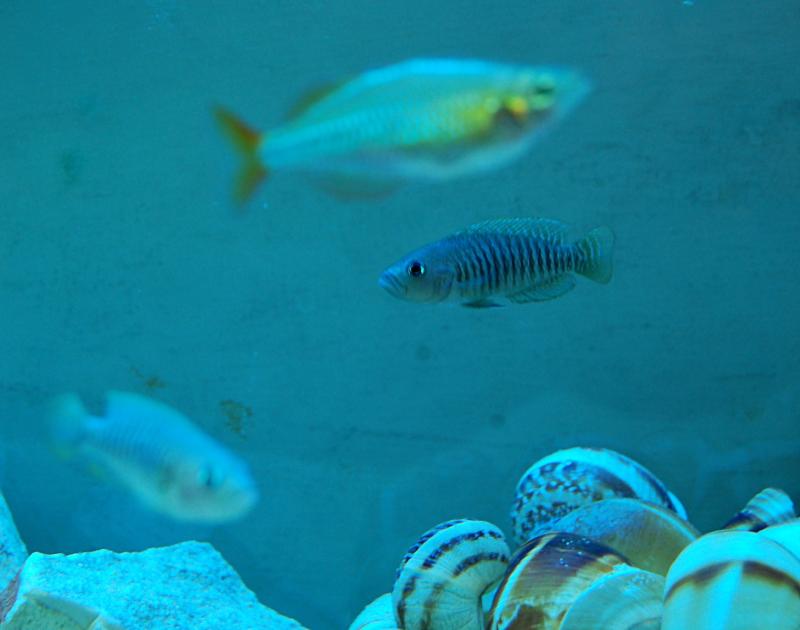 Multifasciatus e Melanotaenia