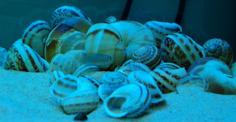 Multifasciatus