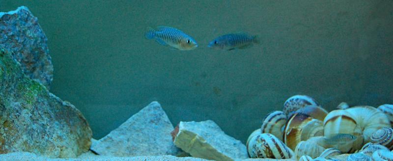 Multifasciatus